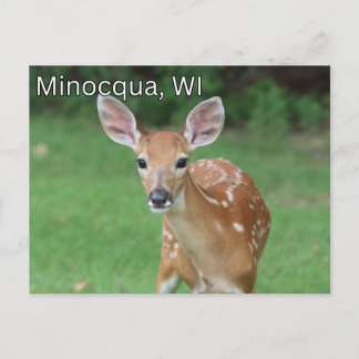 Postal Minocqua Wisconsin Postcard Souvenir