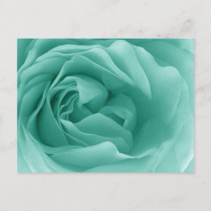 Postal MINT GREEN Close Up of a Frilly Rosa