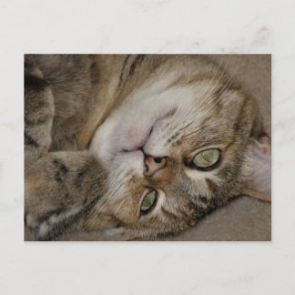 Postal Mira Soy Gato Bonito