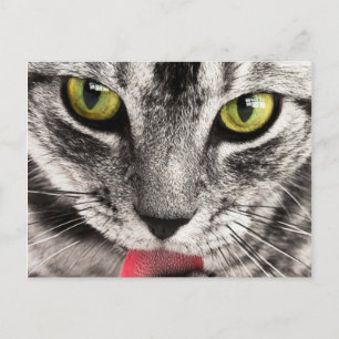 Postal Mirada de Gato