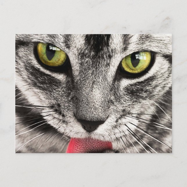 Postal Mirada de Gato (Anverso)
