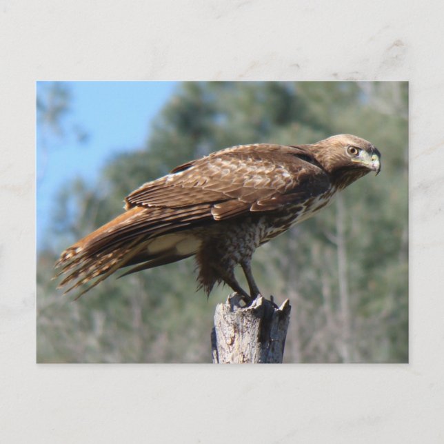 Postal Mirada de Hawk de cola roja (Anverso)