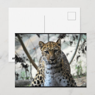 Postal Mirada de leopardo