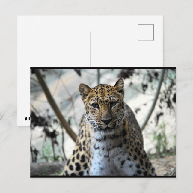 Postal Mirada de leopardo (Anverso / Reverso)