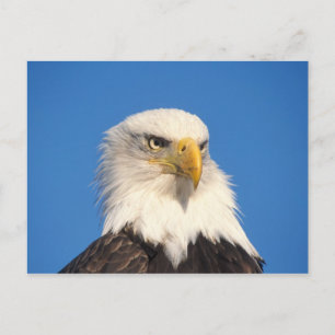 Postal Mirada del águila calva