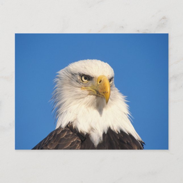 Postal Mirada del águila calva (Anverso)