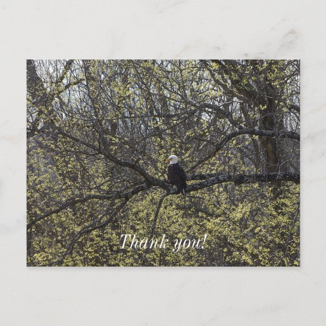 Postal Mirador de Águila Pintura (Anverso)