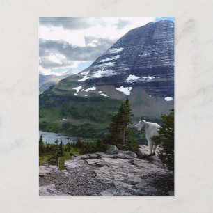 Postal Mirador del lago Hidden Glacier National Park Mont