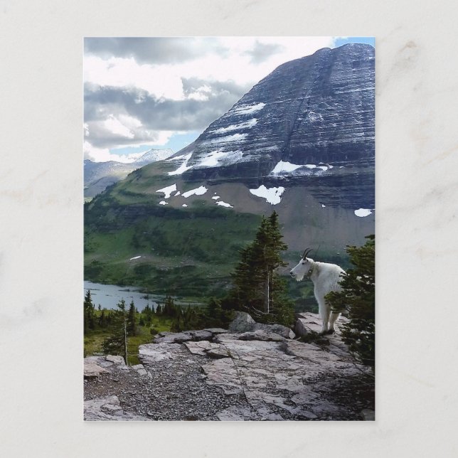 Postal Mirador del lago Hidden Glacier National Park Mont (Anverso)