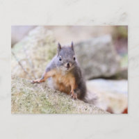 Mirando a la ardilla