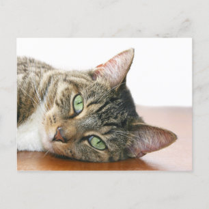 Postal Mirando a tu gato