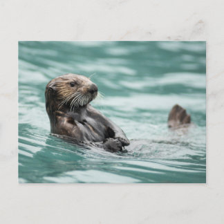Postal Mirando el Otter marino