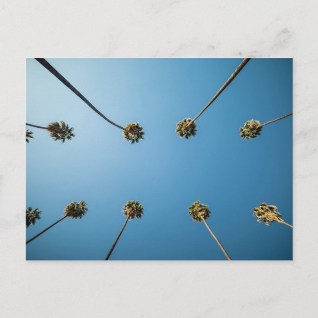 Postal Mirando hacia arriba en palmeras (Altadena, CA) (Anverso)