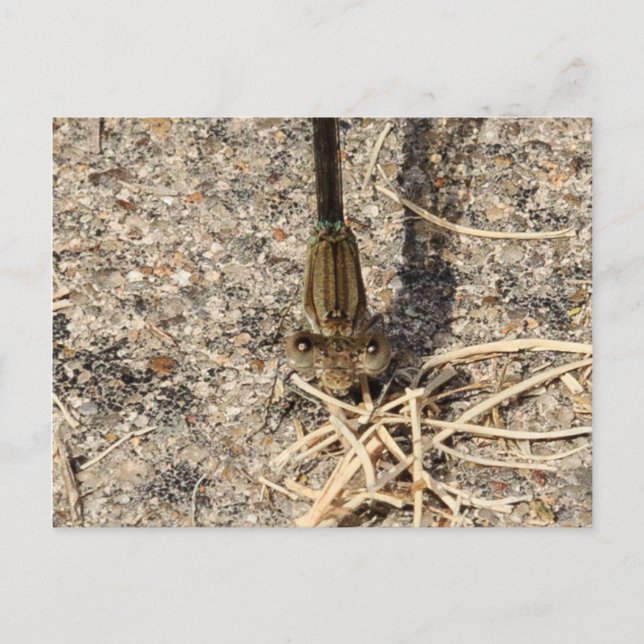 Postal Mirándote (Anverso)