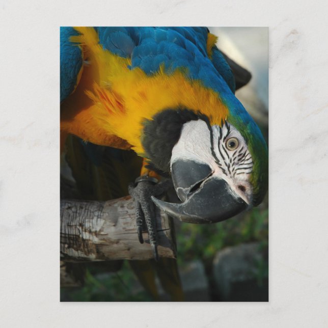 Postal Mirándote aquí (Anverso)