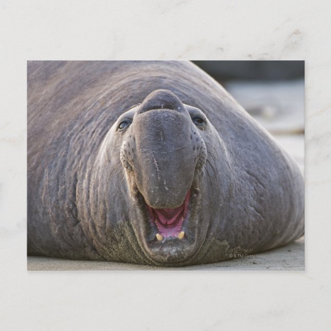 Postal Mirorounga_angustirostris (Anverso)