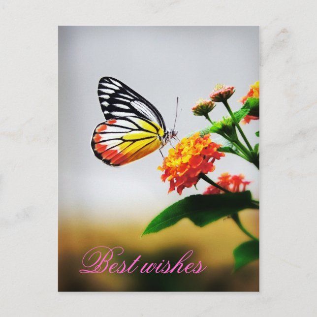 Postal Mis mejores deseos (Anverso)