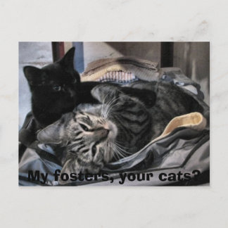Postal Mis prostíbulos, tus gatos?