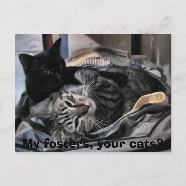 Postal Mis prostíbulos, tus gatos? (Anverso)