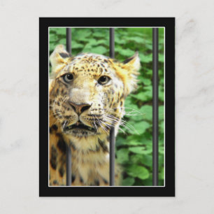 Postal Mishap en el zoológico