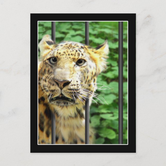 Postal Mishap en el zoológico (Anverso)