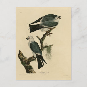 Postal Misisipi cometa de los pájaros de América de Audub