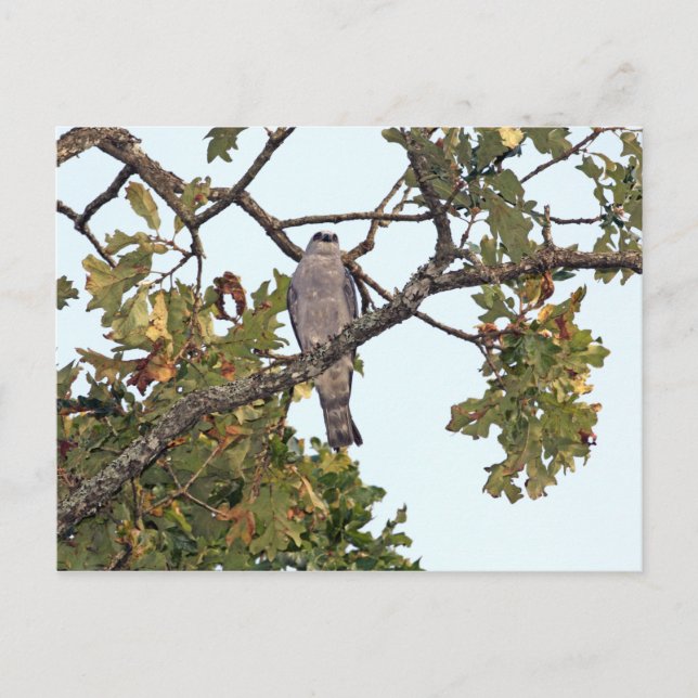 Postal Misisipi Kite Y Oak Tree (Anverso)