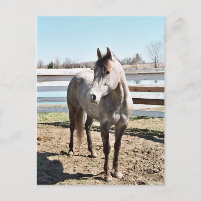 Postal Miss Peppy Shu (Anverso)