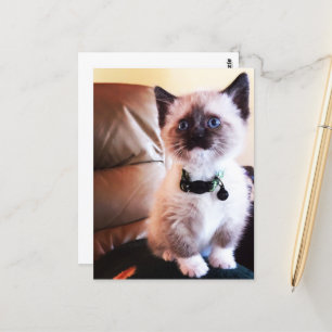 Postal Miss You Fuzzy Adorable Foto Siamese Kitty