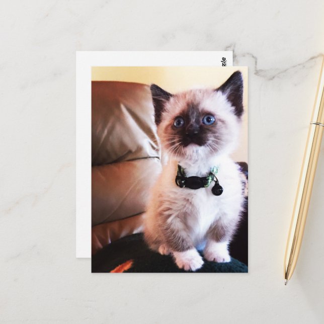 Postal Miss You Fuzzy Adorable Foto Siamese Kitty (Anverso/Reverso In Situ)