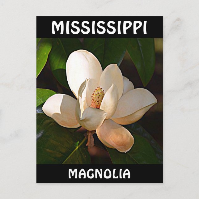 Postal Mississippi Magnolia (Anverso)