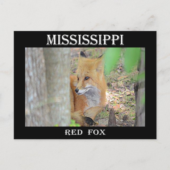 Postal Mississippi Red Fox (Anverso)
