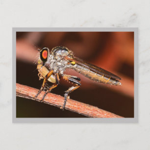 Postal Missouri Damselfly.