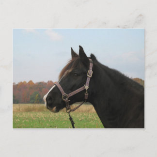 Postal Missouri Foxtrotter