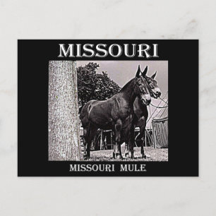 Postal Missouri Mule
