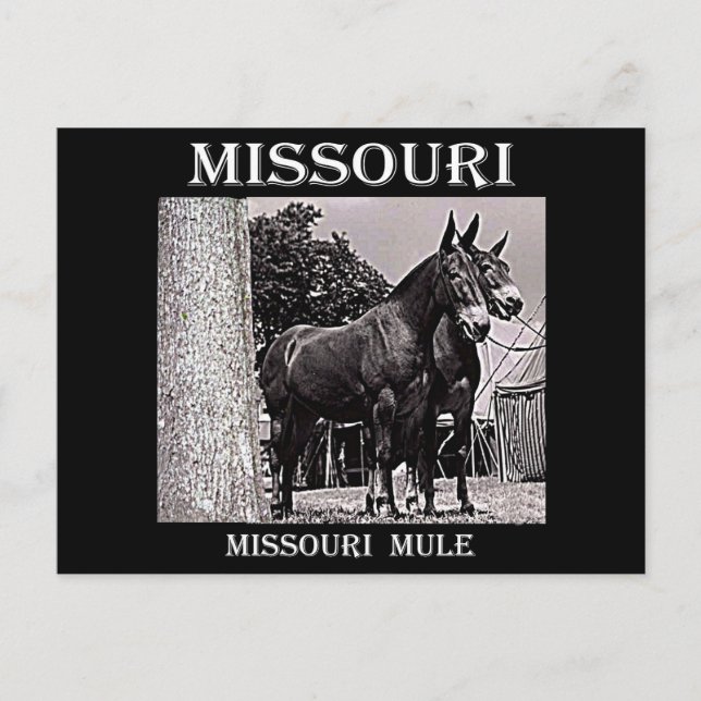 Postal Missouri Mule (Anverso)