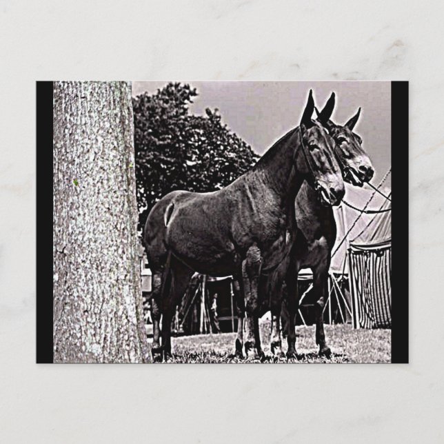 Postal Missouri Mule (Anverso)