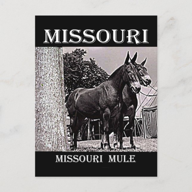 Postal Missouri Mule (Anverso)