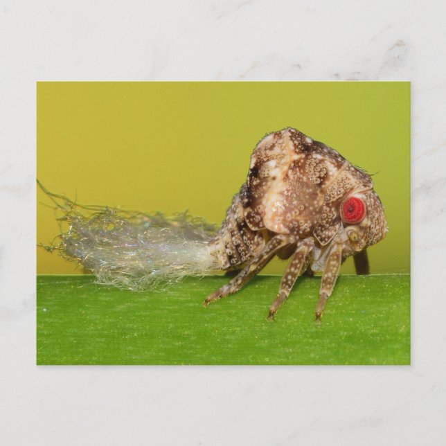 Postal Missouri planta la ninfa de la esperanza. (Anverso)