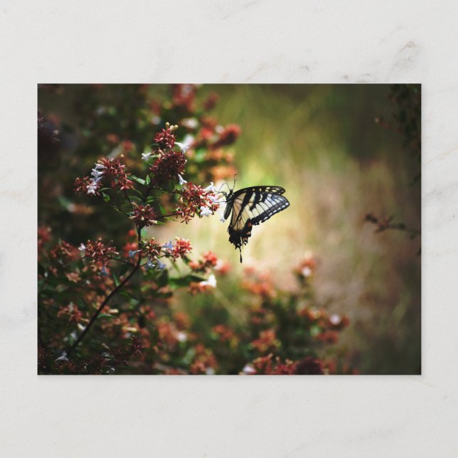 Postal misterio de gracia (Anverso)