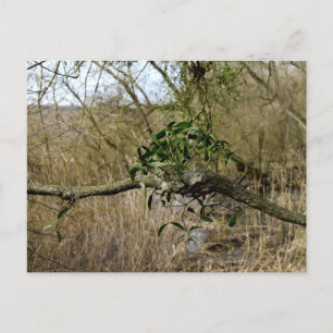 Postal Mistletoe