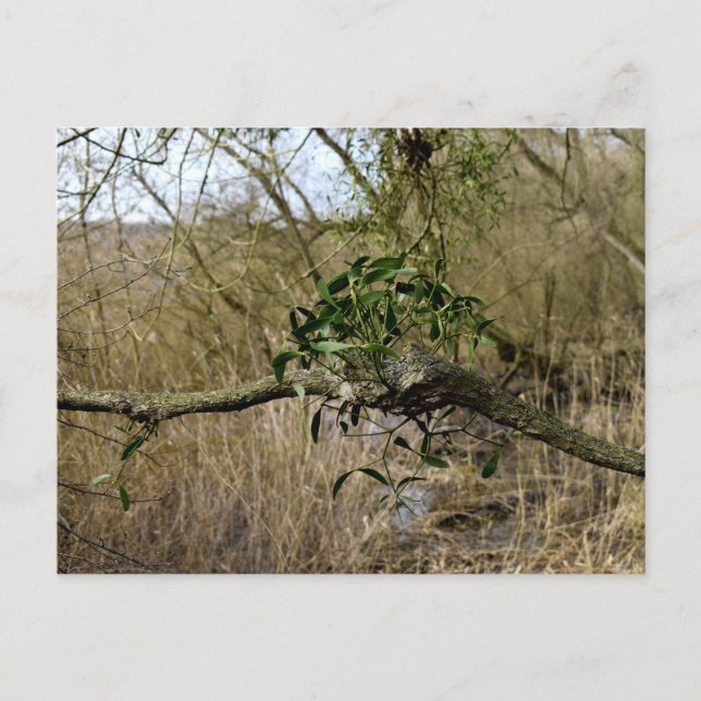 Postal Mistletoe (Anverso)