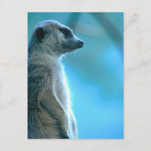Postal Misty Meerkat