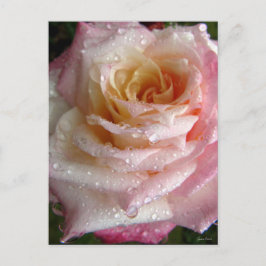 Postal Misty Rosa