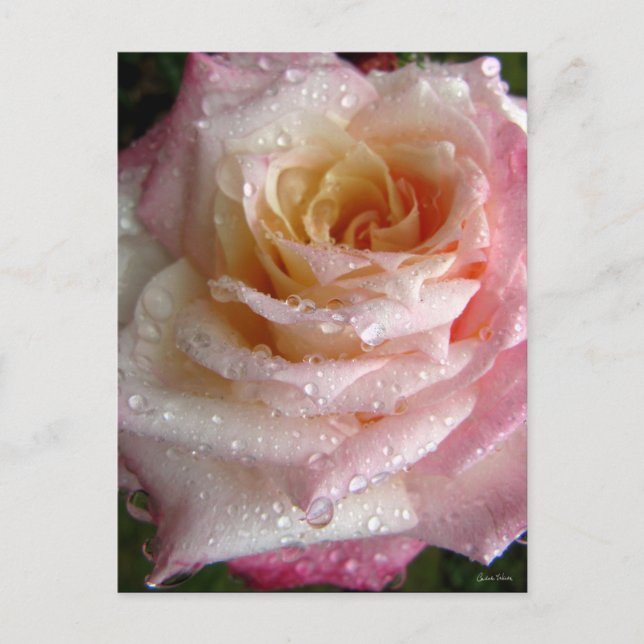 Postal Misty Rosa (Anverso)