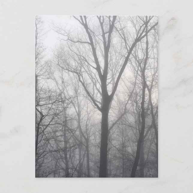 Postal Misty Trees Gray Woodland (Anverso)