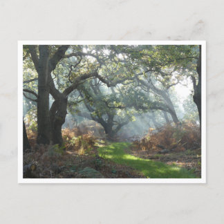 Postal Misty Woodland