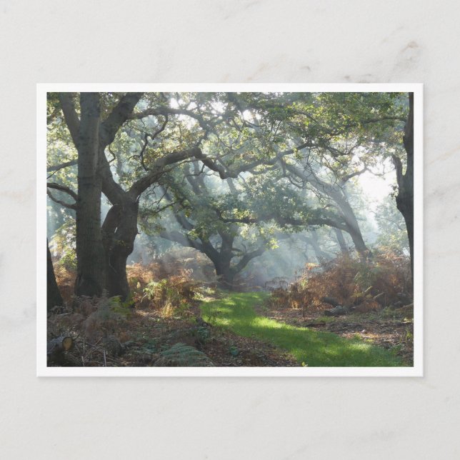 Postal Misty Woodland (Anverso)