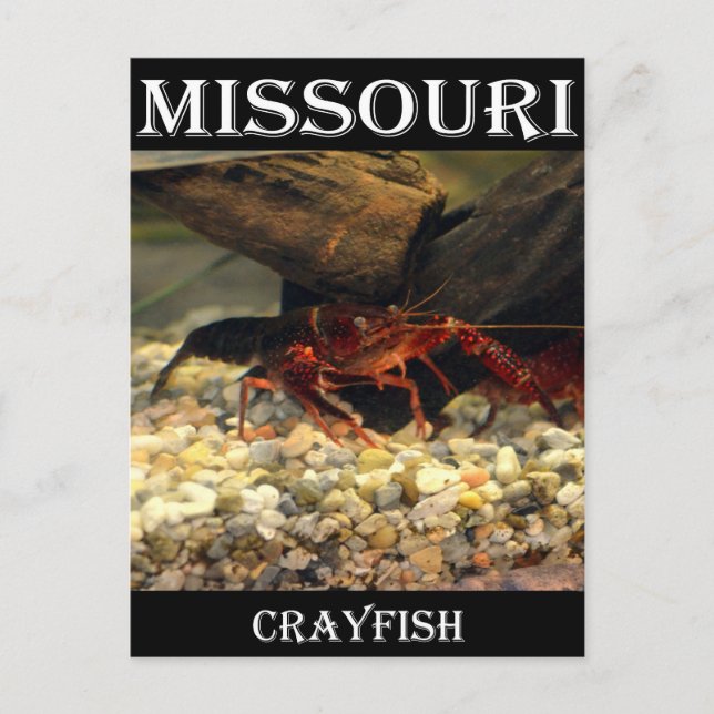 Postal Misuri Crawfish (Anverso)