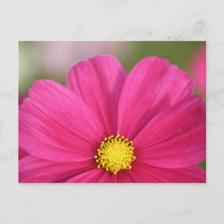 Postal Mitad de una belleza